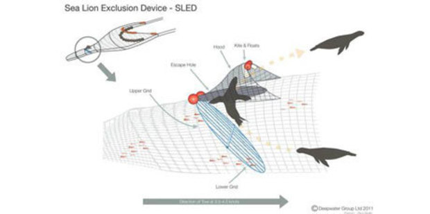 A diagram of a sea lion exclusion device inside a trawl net. Image / Deepwater Group