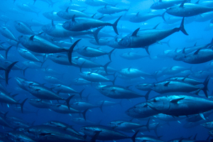 Getting fresh tuna to high-paying markets may be the key to prosperity for Pacific nations. Photo / Thinkstock