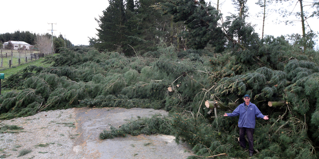 Trees in the Ashburton district were toppled by the high winds. Photo / Tetsuro Mitomo