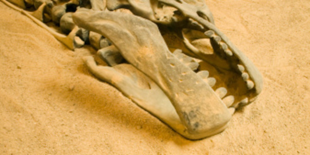 Bonhams, the London auction house, is to put the fossil on sale in New York this November . Photo / Thinkstock
