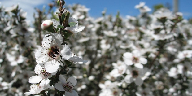 The fragrant foliage on a manuka tree will give your garden a sweet, summer scent. Photo / Meg Liptrott
