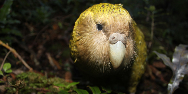 The kakapo has been named the world's second ugliest animal in a new poll.