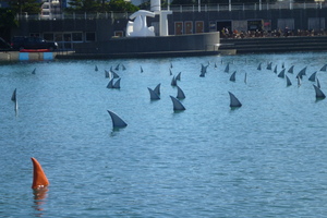 100 grey shark fins and one orange fin in Wellington Harbour.