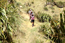 Trampers on the Te Henga Walkway, part of the Hillary Trail. Photo / Natalie Slade