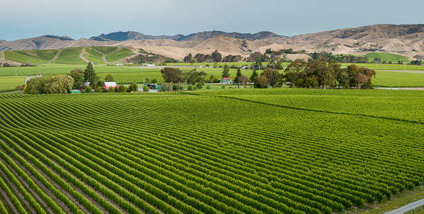 Brancott Estate vineyard.