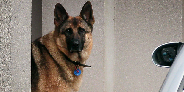 If an animal control officer assesses that the dog is barking to a nuisance level, the council may send a formal letter to the owner. Photo / Doug Sherring
