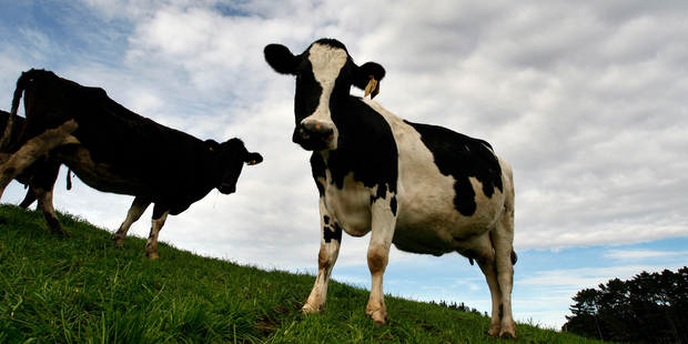 Fonterra was ranked the fourth biggest dairy company in the world in terms of turnover. Photo / Brett Phibbs