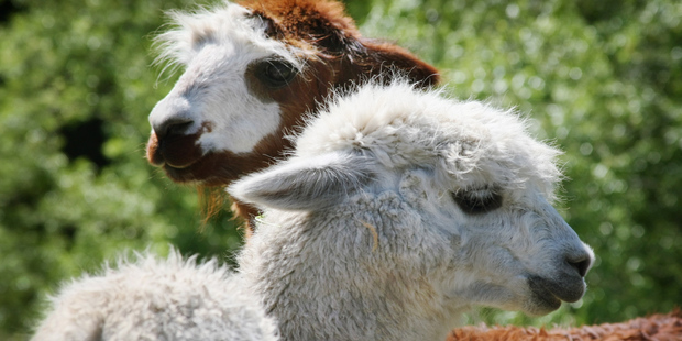 The scammers sold Asian tourists a range of imported alpaca goods labelled as being "proudly made in New Zealand".