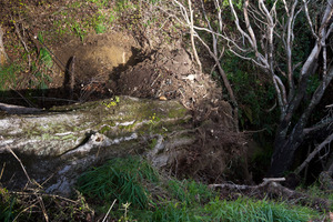 It was about 8.45pm when the tree came down without warning. Photo / Glenn Taylor