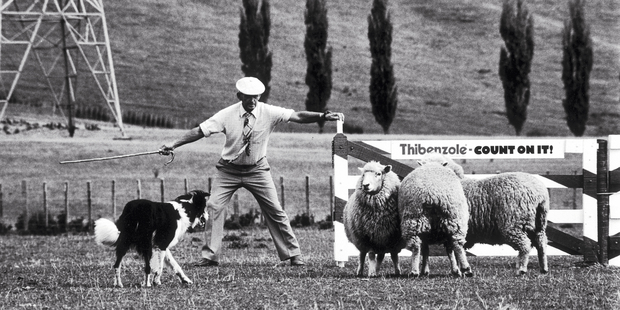 A shot from A Dog's Show. Photo / File