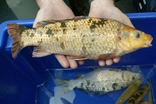 Koi carp