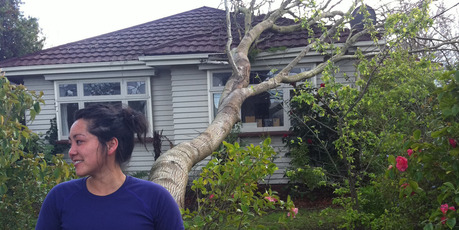 An ancient elm cracked in fierce gales and hit a rented bungalow in Christchurch. Photo / APNZ