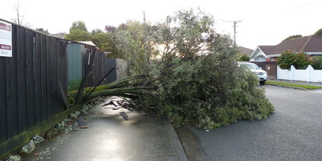 A tree breaks through a fence in the Christchurch suburb of St Albans. Photo / Dale Kershaw