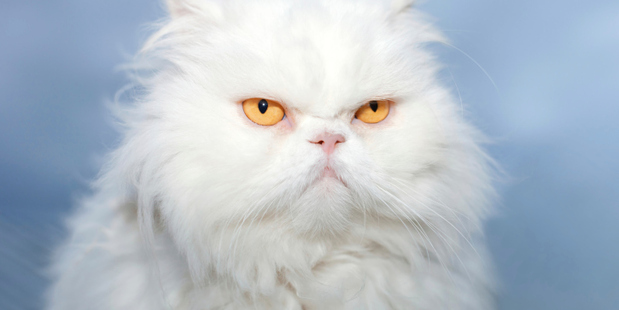 A Persian cat could be the next animal sent to space. Photo / Thinkstock