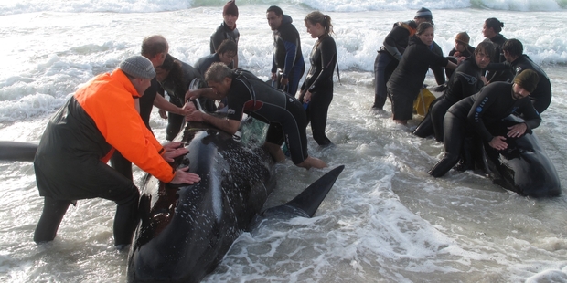 The 1997 stranding of 101 pilot whales took place on the same beach on the Karikari Peninsula as another mass stranding in August 2010. Photo / Peter de Graaf