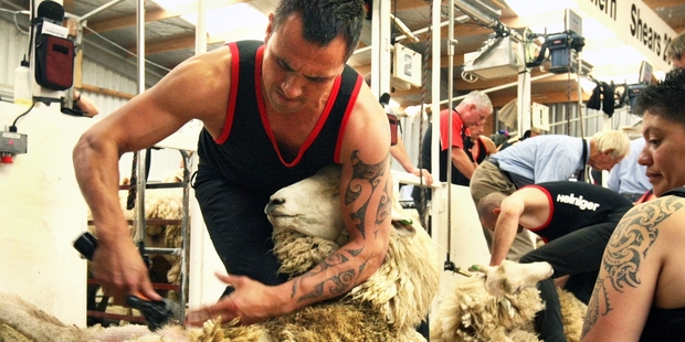Hawke's Bay's most successful shearer, Napier gun John Kirkpatrick, winning the Centennial Central Hawke's Bay Show's open final two years ago. Photo / File