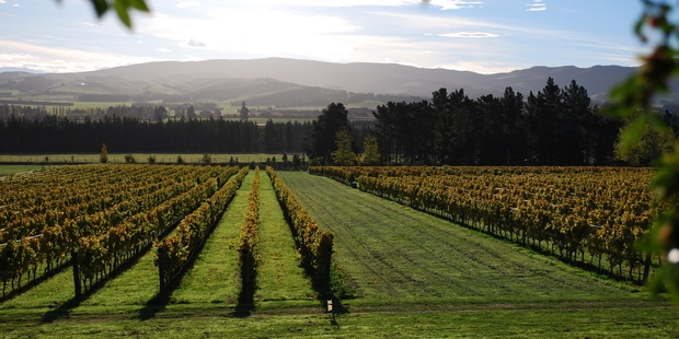Waipara is best known for its wineries, such as Mountford Estate Winery.