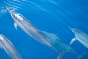 Photo / Thinkstock