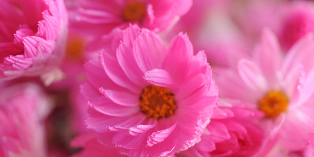 Pink wildflowers. Photo / Liz Light