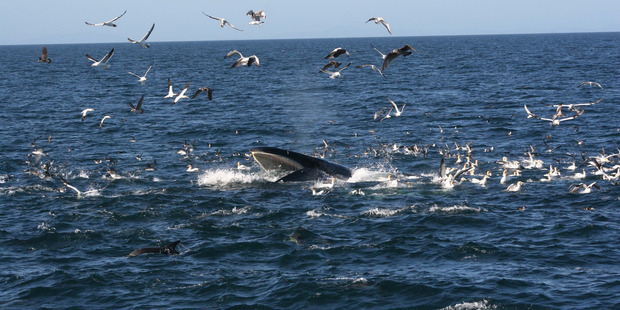 Bryde's whales feeding in the Hauraki Gulf, home to one of only three resident populations of the whale worldwide.
