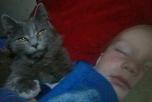 Blue, pictured with owner's son Bo, survived his SPCA visit. Buttons didn't.
