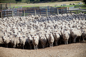 Researchers at the Auckland University Centre for Brain Research are at the heart of the Huntington's sheep project. Photo / Babiche Martens