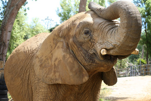 Mila was to have gone to a US sanctuary, but is still living alone in a closed-down zoo south of Auckland. Photo / Natalie Slade