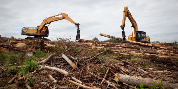 Landowners have four years after harvest to replant and avoid a deforestation liability. Photo / Natalie Slade