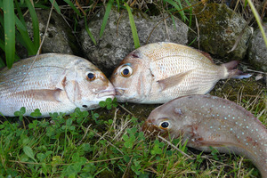 Reported snapper numbers in the Hauraki Gulf and Northland coastal waters to be down to about 24 per cent of the stock that would exist if the species was not fished.