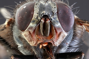 Time appears stretched for the humble housefly. Photo / Getty Images