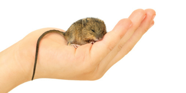 Sleepy little mouse. Photo / Thinkstock