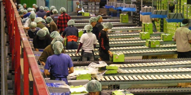 Working in a kiwifruit packhouse can mean 10-12 hour days.