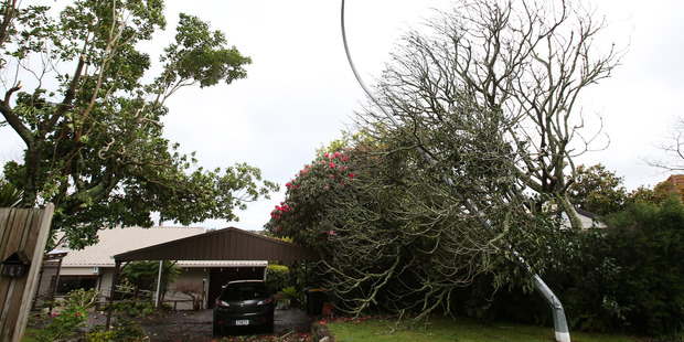 Trees and a power pole reveal the tornado's intensity.