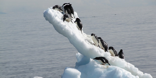 Satellite imagery and software has sped up NZ's annual census of Adelie penguins around the Ross Sea region of Antarctica. Photo / Phil Lyver, Landcare Research
