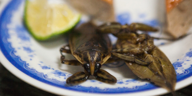 The juice from the giant water bug in Vietnam is the secret to the sweet green apple after-taste in the dipping sauce for banh cuon.
