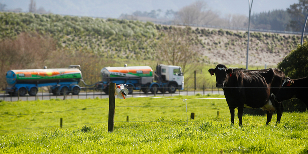 Chairman John Wilson said the record forecast farmgate milk price reflected continuing strong international prices for dairy. Photo / Christine Cornege