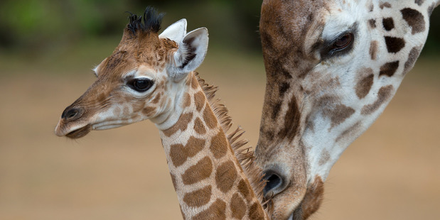 See Shira the baby giraffe and other baby animals at the Auckland Zoo. Photo / Brett Phibbs