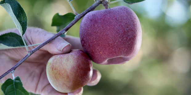 The quarantined apples are thought to have originated from Hawke's Bay.