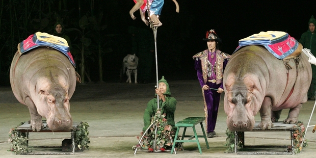Besides hippos, you'll see elephants, lions, tigers, a zebra, giraffes, swans, goats, horses, flamingos and more at Chimelong International Circus.