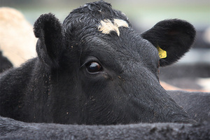 A cow drowned in effluent on a hellish trip to the slaughterhouse.