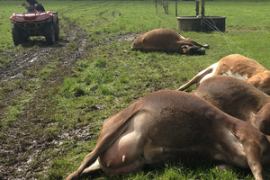 Nine cows were killed by lightning. Photo / APNZ