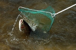 NET WORK: Plenty of trout are swimming about as fishing enthusiasts break out the rods for the new season. PHOTO/FILE A - 011009AW5