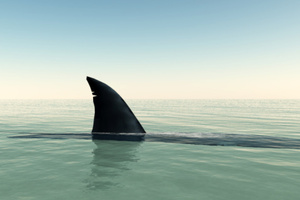 Sharks are often still alive when they're thrown finless back into the ocean to die. Photo / Thinkstock