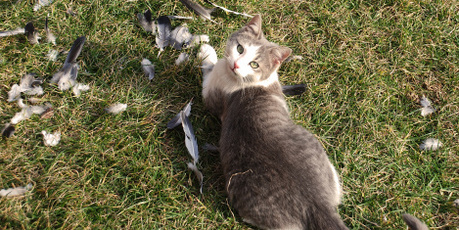 Pussy riot. Photo / Thinkstock