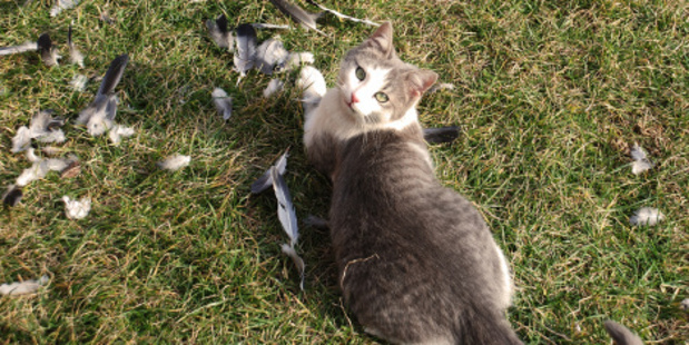 Pussy riot. Photo / Thinkstock