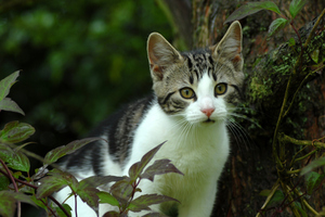 Dr Morgan has cats under threat. Photo / Thinkstock