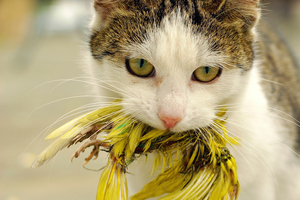 The only way native birds know to fear a cat is by watching one of their kin get torn apart in front of their eyes. Photo / Getty Images