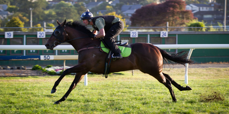 Minaj had no problems handling the Ellerslie track during his workout yesterday. Photo / Richard Robinson