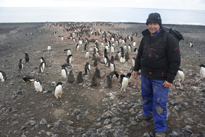 Ecologist Phil Lyver believes the Adelie penguin is benefiting from a reduced toothfish population. Photo / Isaac Davison