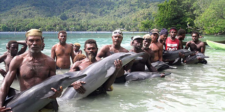 The mass slaughter of the dolphins by hunters on Malaita Island has caused international condemnation and outrage. Photo / Solomon Star